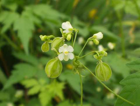 フウセンカズラ