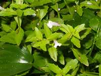 �A�����J�A�[�i