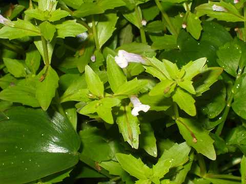 アメリカアゼナ