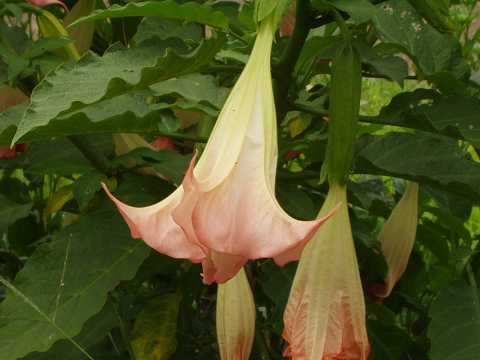 �G���[���X�E�g�����y�b�g