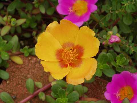 ハナスベリヒユ