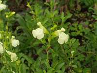 �T���r�A�E�������V�X