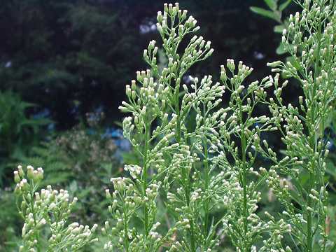 オオアレチノギク