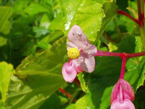 シュウカイドウ