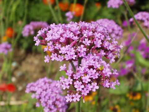 ヤナギハナガサの花