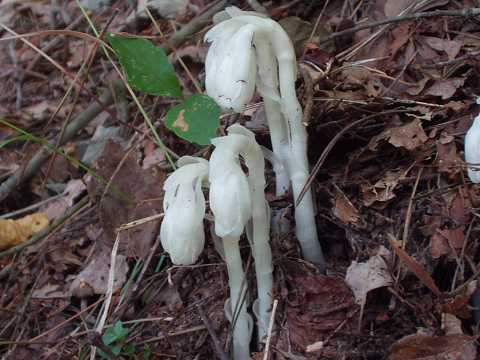 ギンリョウソウモドキ