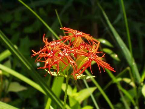 エンビセンノウ