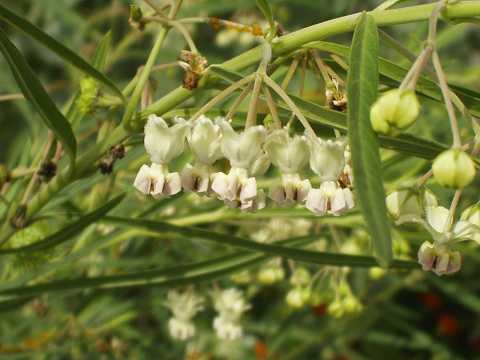 フウセントウワタの実