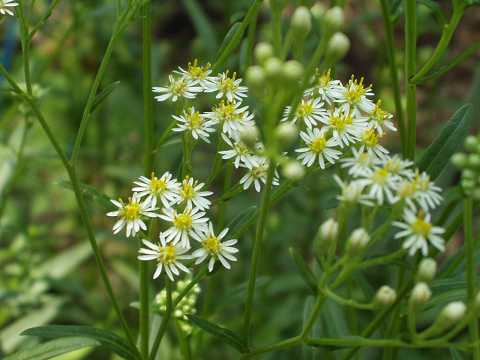 �q���V�I��