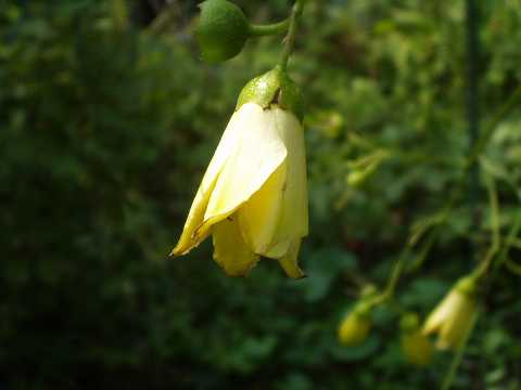 キレンゲショウマ