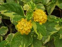 �����^�i�E�q�u���_