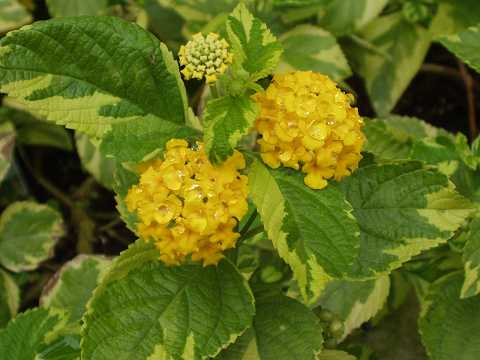 ランタナ・ヒブリダ