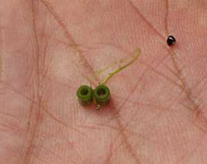 ナガミノツルケマンの実