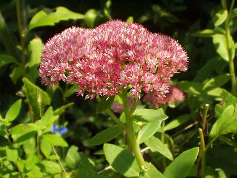 オオベンケイソウ