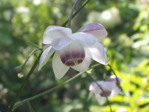 レンゲショウマ