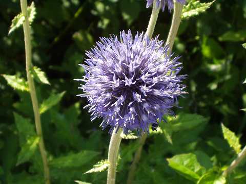 ルリタマアザミ