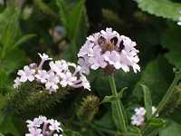 �V���b�R���o�[�x�i