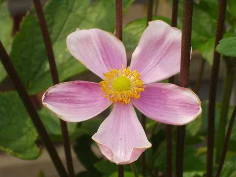 シュウメイギク