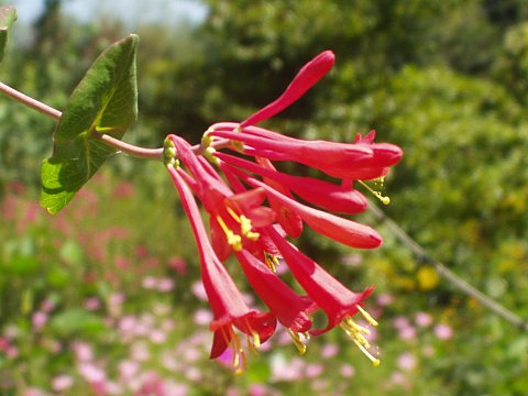 ツキヌキニンドウ