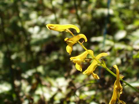 ナガミノツルキケマン