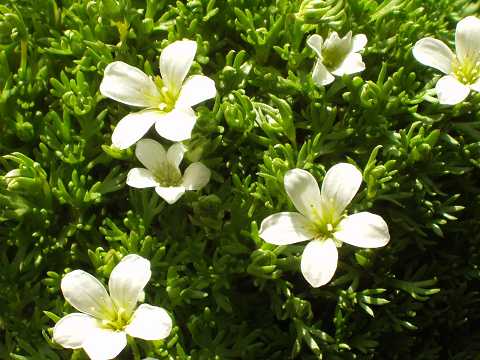 セイヨウクモマグサ