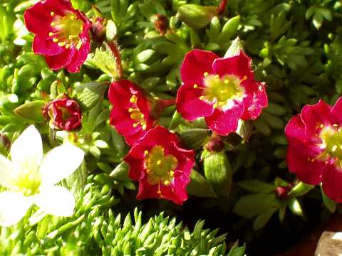 セイヨウクモマグサ