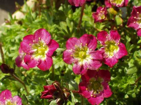 セイヨウクモマグサ