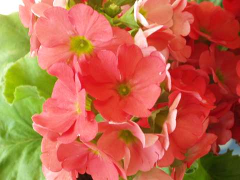 ��̃g�L���U�N��