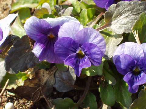 青紫と白のビオラ