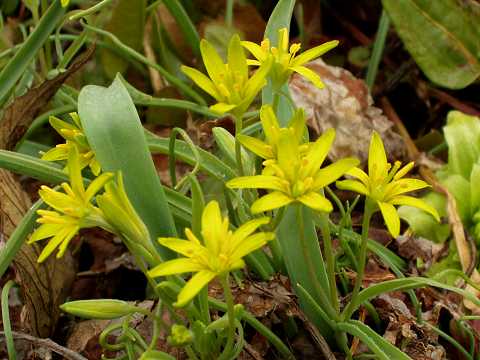 キバナノアマナ