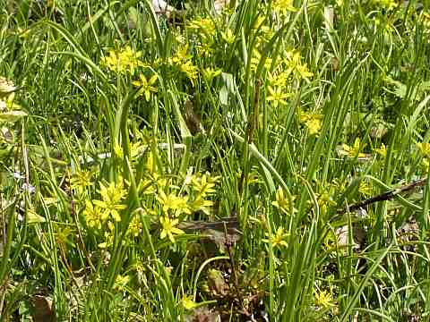 キバナノアマナ