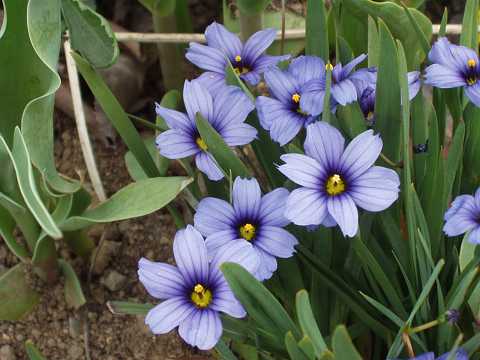 シシリンチウム