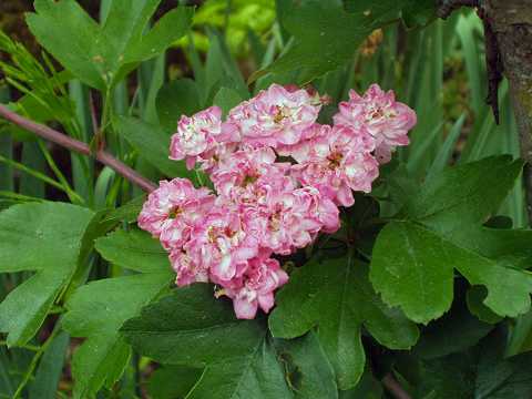 アカバナサンザシ