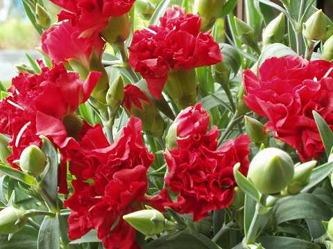 カーネーション