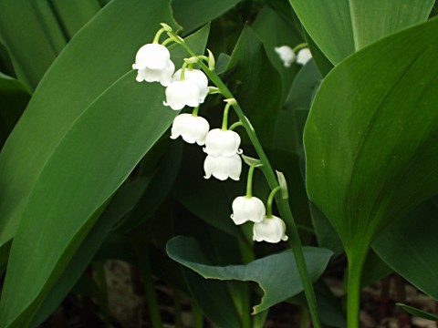 ドイツスズラン