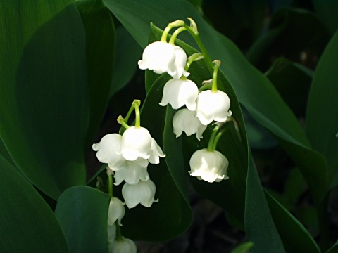 ドイツスズラン