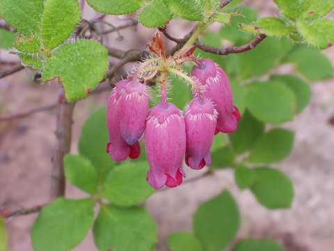 ハコネツリガネツツジ