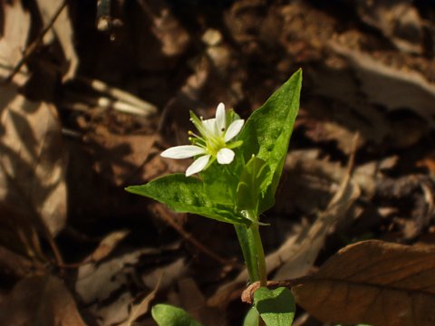ヒゲネワチガイソウ