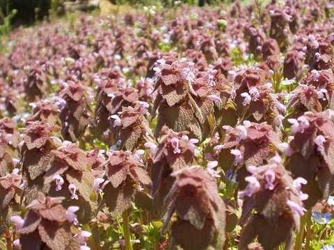 ヒメオドリコソウの群落