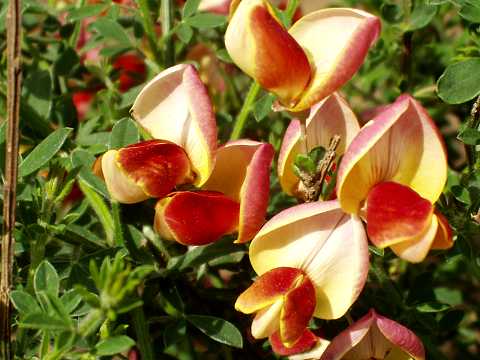 ホオベニエニシダ