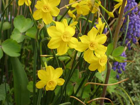 イトハズイセン