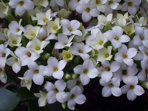 �J�����R�G