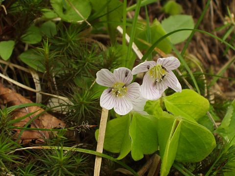 コミヤマカタバミ