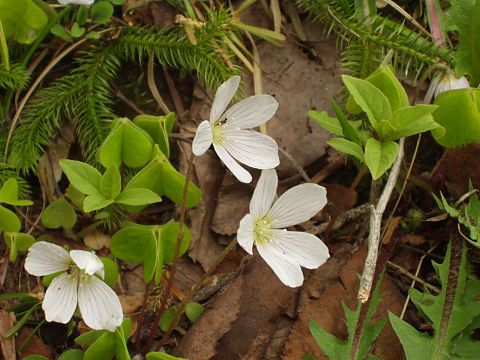 コミヤマカタバミ
