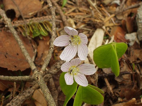 コミヤマカタバミ