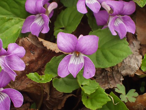 ミヤマスミレ
