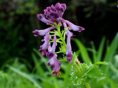 ムラサキケマン