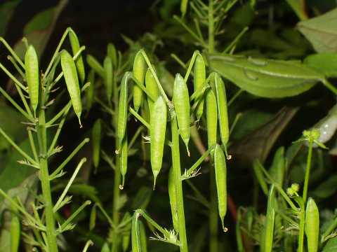 ムラサキケマンの実