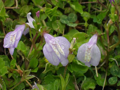 ƒ€ƒ‰ƒTƒLƒTƒMƒSƒP