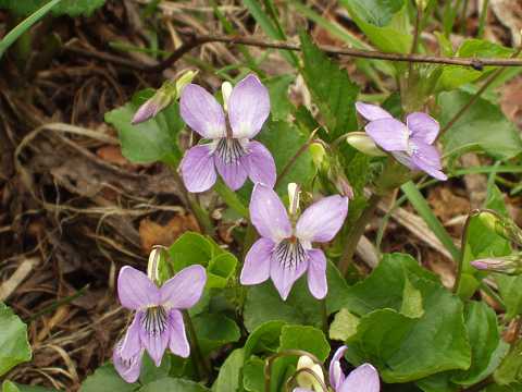 オオタチツボスミレ
